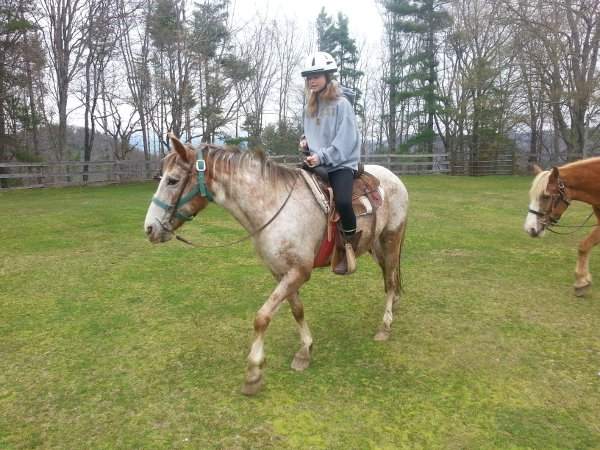 Horse Lesson in the Ring